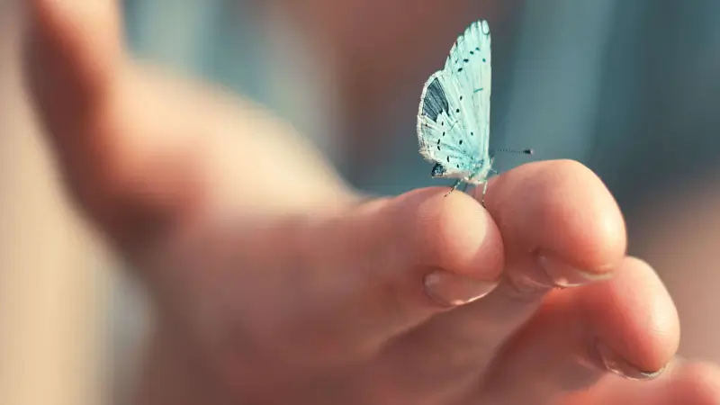 Chuyên gia 79king giải mã các giấc mơ thấy bướm